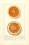 Citrus sinensis: Valencia