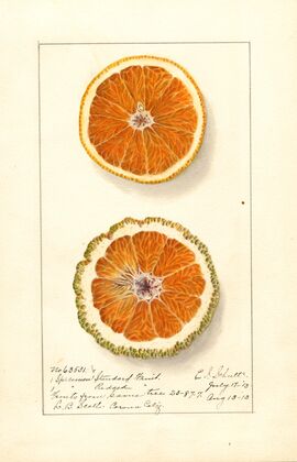Citrus sinensis: Valencia