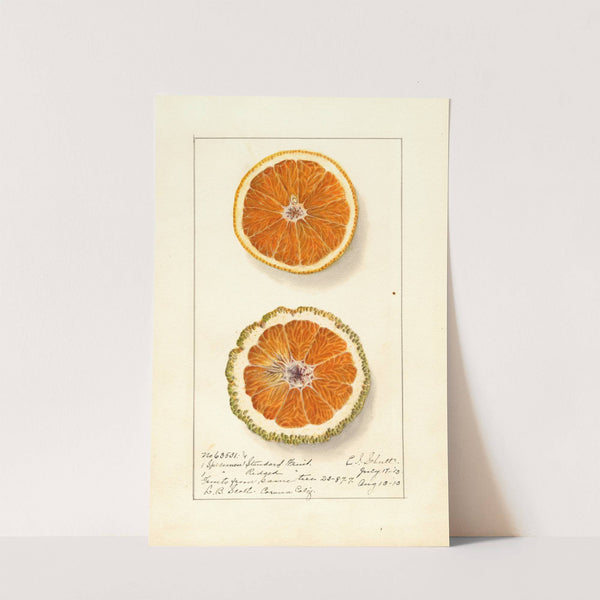 Citrus sinensis: Valencia by Ellen Isham Schutt