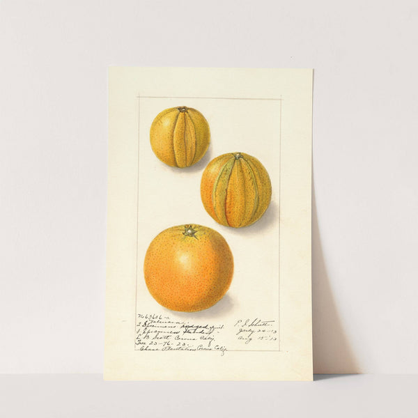 Citrus sinensis: Valencia by Ellen Isham Schutt