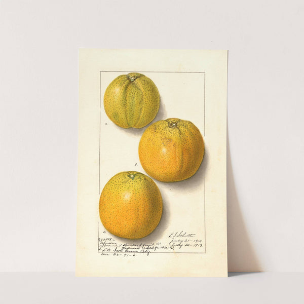 Citrus sinensis: Valencia (1913) by Ellen Isham Schutt