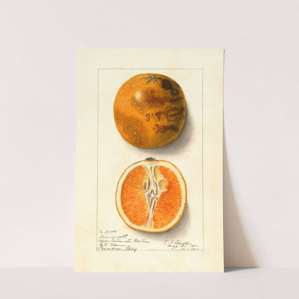 Citrus sinensis: Valencia by Ellen Isham Schutt