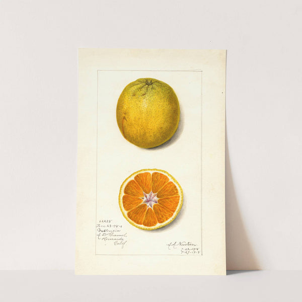 Citrus sinensis: Valencia by Amanda Almira Newton