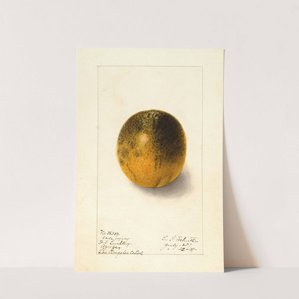 Citrus sinensis: Valencia by Ellen Isham Schutt