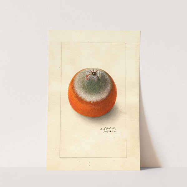 Citrus sinensis: Valencia late by Ellen Isham Schutt