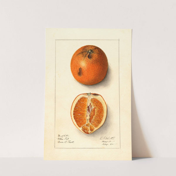 Citrus sinensis: Washington Navel by Ellen Isham Schutt