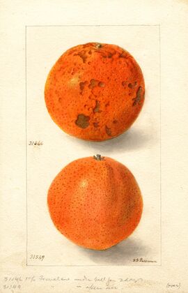 Citrus sinensis: Washington Navel