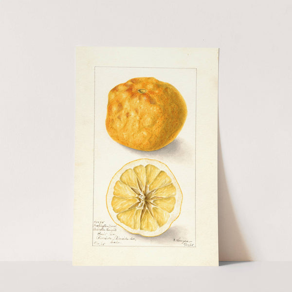 Citrus sinensis: Washington Navel by Bertha Heiges