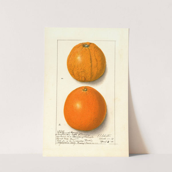 Citrus sinensis: Washington Navel by Ellen Isham Schutt