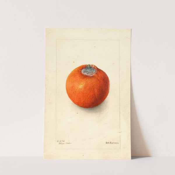 Citrus sinensis: Washington Navel by Deborah Griscom Passmore