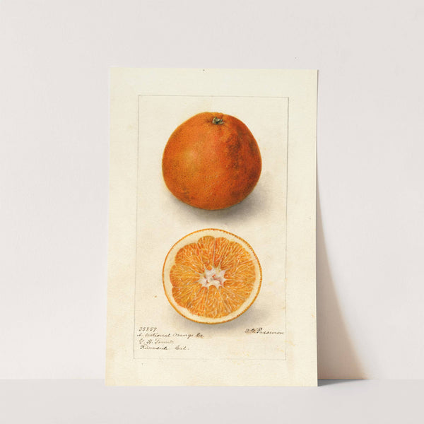 Citrus sinensis: Washington Navel by Deborah Griscom Passmore