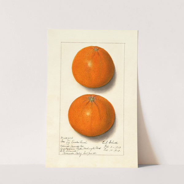 Citrus sinensis: Washington Navel by Ellen Isham Schutt