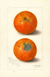 Citrus sinensis: Washington Navel