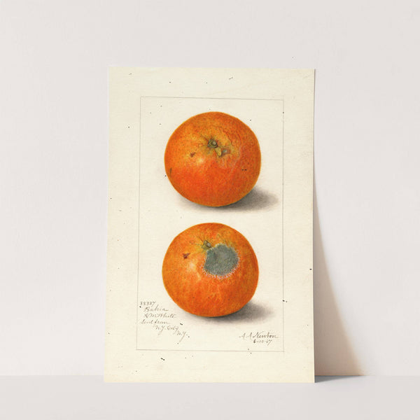 Citrus sinensis: Washington Navel (1907) by Amanda Almira Newton