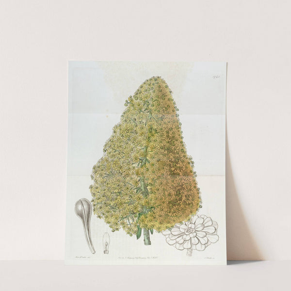 City Houseleek by Sydenham Edwards