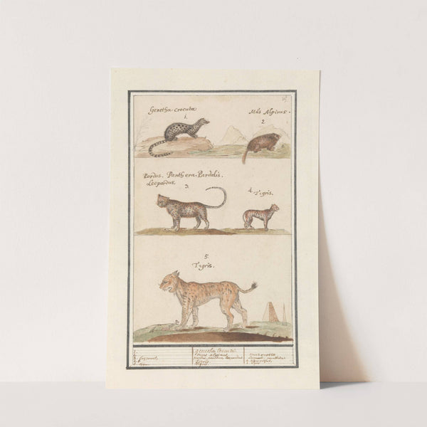 Civetkat (Viverra), alpenmarmot (Marmota marmota), luipaard (Panthera pardus) en tijger (Panthera tigris) (1596-1610) by Anselmus Boëtius de Boodt