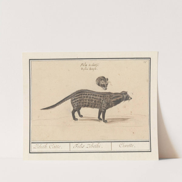 Civetkat (Viverra) Zibeth Catte. Felis Zibethi. Civette (1596-1610) by Anselmus Boëtius de Boodt
