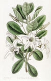 Clammy Anthocercis