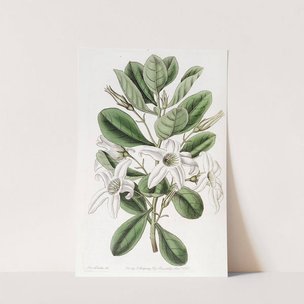Clammy Anthocercis by Sydenham Edwards