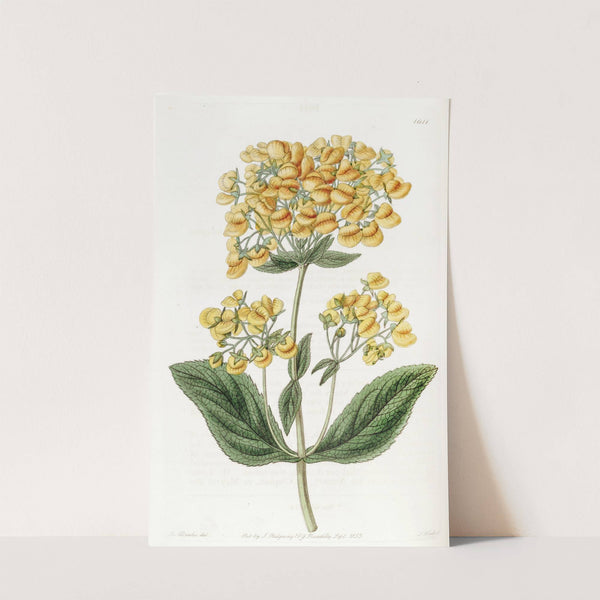 Clammy Calceolaria by Sydenham Edwards