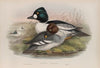 Clangula glaucion. Golden-eye. (1862-1873)