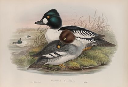 Clangula glaucion. Golden-eye. (1862-1873)