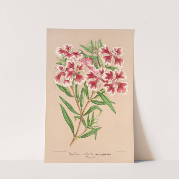 Clarkia pulchella var. marginata by Charles Antoine Lemaire