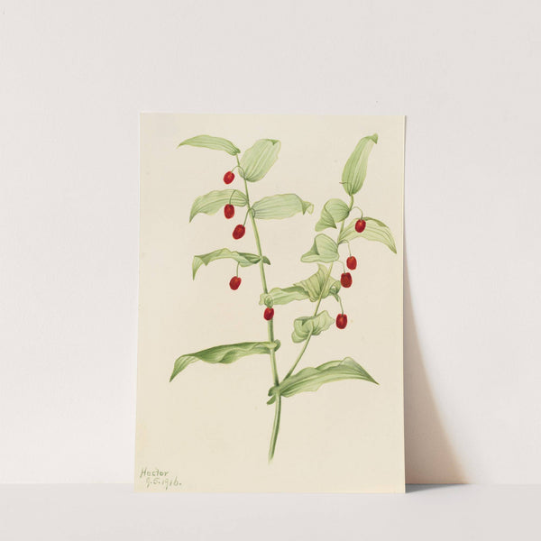 Clasping Twisted Stalk (Streptopus amplexifolius) (1916) by Mary Vaux Walcott