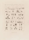 Classes of the Sexual System from Dr. Darwin’s Botanic Garden (1799–1810)