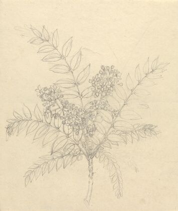 Clausena anisata