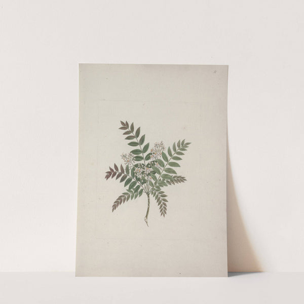 Clausena anisata (Willd) Benth. (Mosquito Plant) by Luigi Balugani