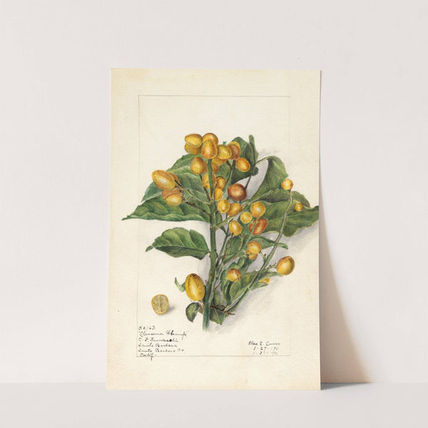 Clausena lansium: Whampi by Elsie E. Lower