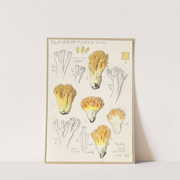 Clavaria aurea Schff. (1915-1945) by Hans Walty