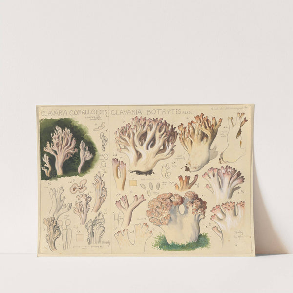 Clavaria coralloides, Clavaria botrytes (1915-1945) by Hans Walty