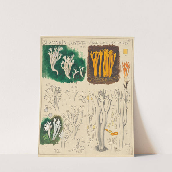 Clavaria cristata, Calocera viscosa (1915-1945) by Hans Walty
