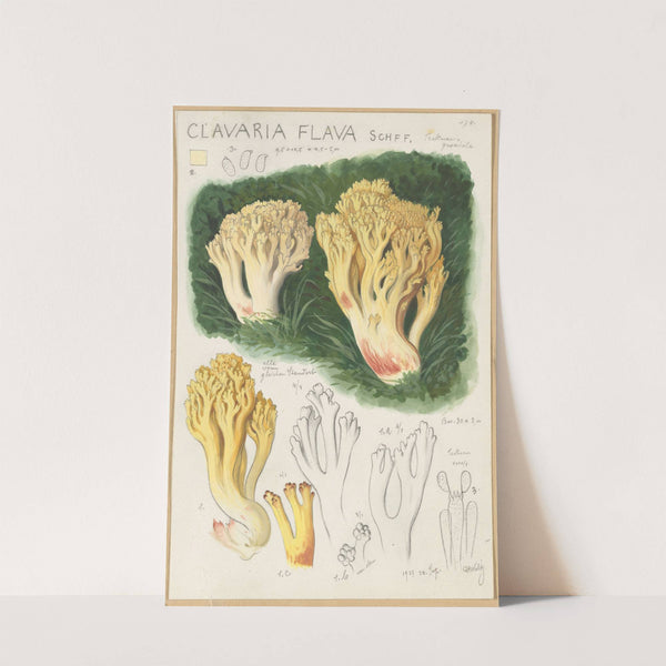 Clavaria flava (1915-1945) by Hans Walty