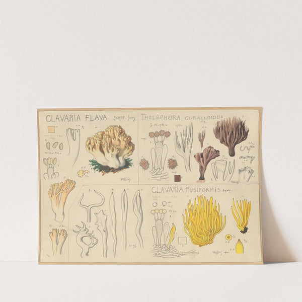 Clavaria flava, Thelephora coralloides, Clavaria fusiformis (1915-1945) by Hans Walty