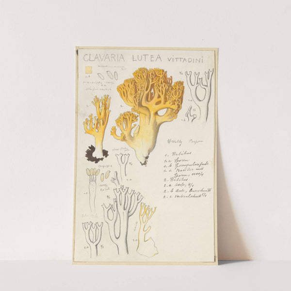 Clavaria lutea (1915-1945) by Hans Walty