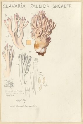 Clavaria pallida Shcaeff (1915-1945)