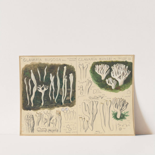 Clavaria rugosa, Clavaria kunzei (1915-1945) by Hans Walty