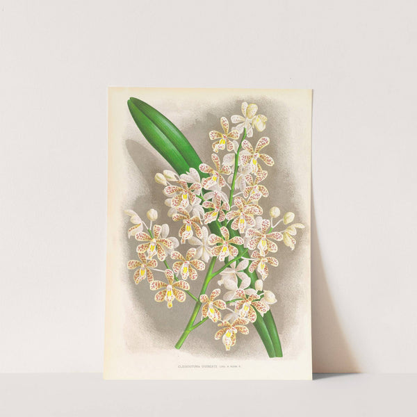 Cleisostoma Guiberti by Jean Jules Linden