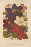 Clematis (1893)