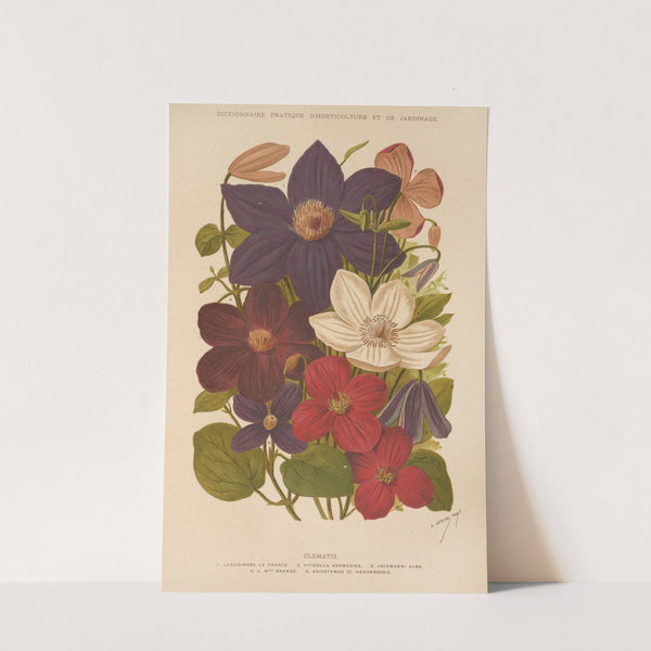 Clematis (1893) by George Nicholson