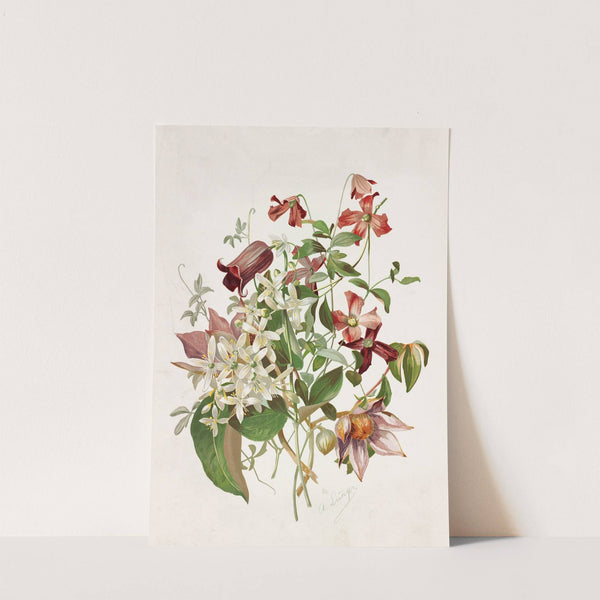 Clematis (1885) by Alois Lunzer