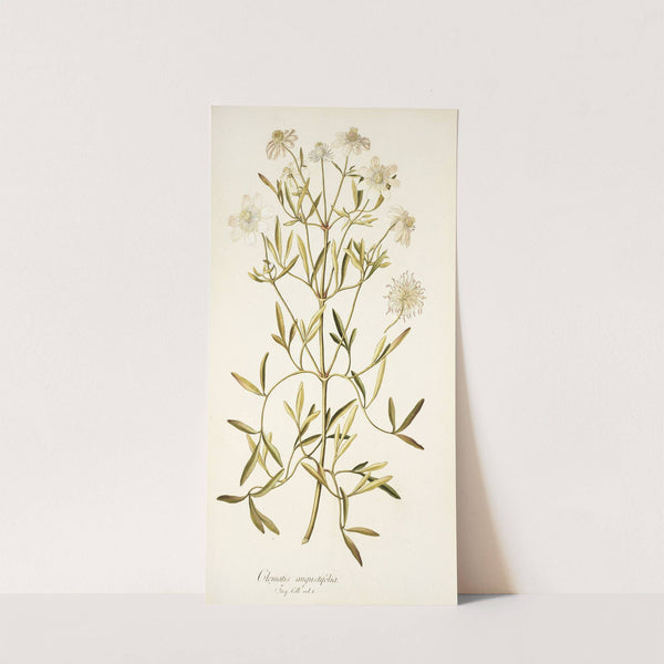 Clematis angustifolia by Nikolaus Joseph Freiherr von Jacquin