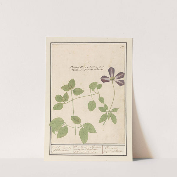 Clematis (Clematis) Colyk Bloemeken of Klematusse. (1596-1610) by Anselmus Boëtius de Boodt