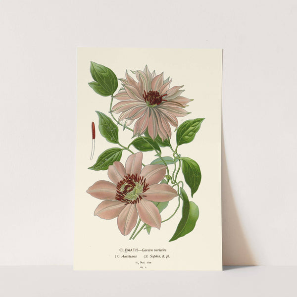 Clematis – Garden Varieties (1896-1897) by Edward Step