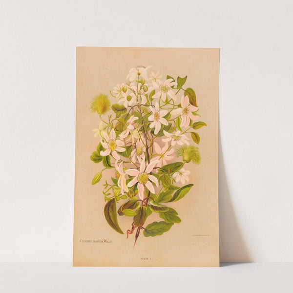 Clematis Indivisa (1888) by Georgina Burne Hetley