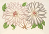 Clematis patens