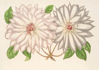 Clematis patens